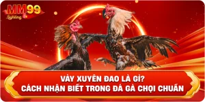Vảy Xuyên Đao Là Gì? Cách Nhận Biết Trong Đá Gà Chọi Chuẩn